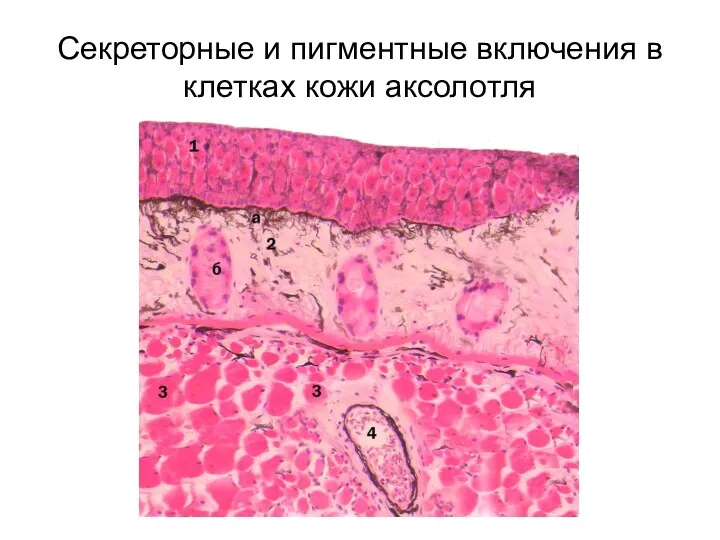 Секреторные и пигментные включения в клетках кожи аксолотля