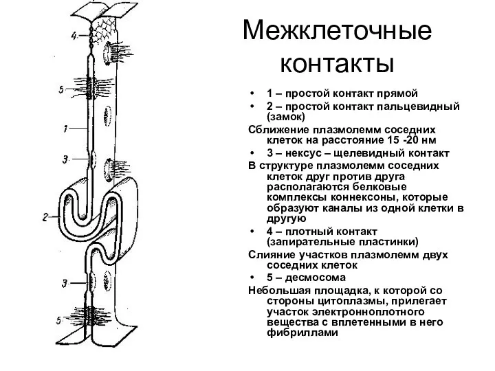 Межклеточные контакты 1 – простой контакт прямой 2 – простой