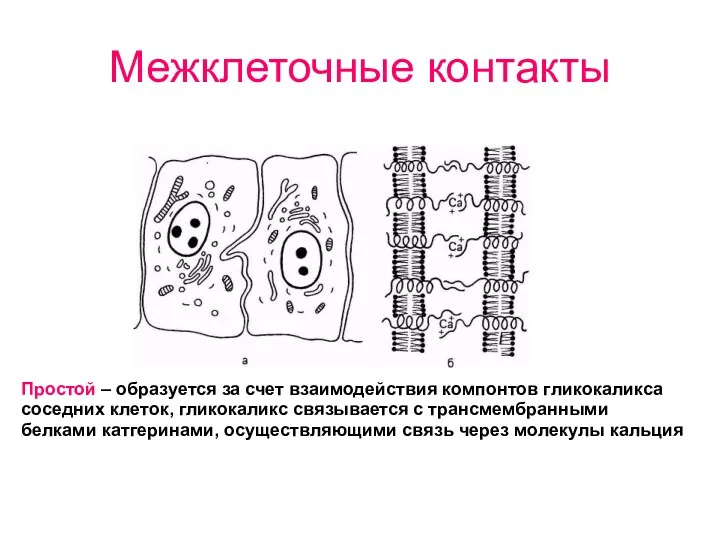 Межклеточные контакты Простой – образуется за счет взаимодействия компонтов гликокаликса