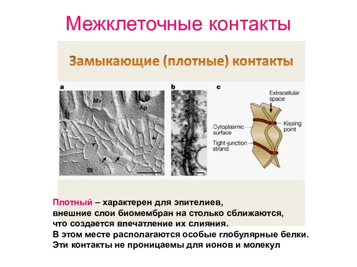 Межклеточные контакты Плотный – характерен для эпителиев, внешние слои биомембран