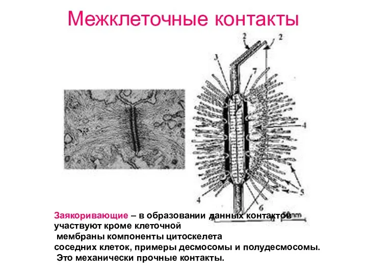 Межклеточные контакты Заякоривающие – в образовании данных контактов участвуют кроме