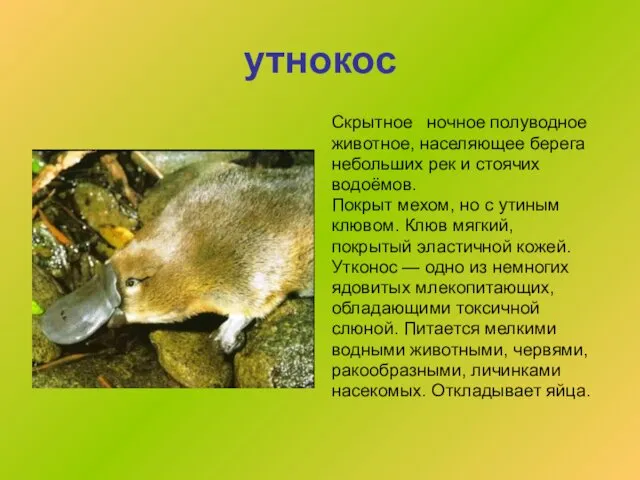 утнокос Скрытное ночное полуводное животное, населяющее берега небольших рек и