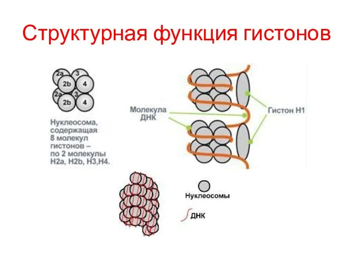 Структурная функция гистонов