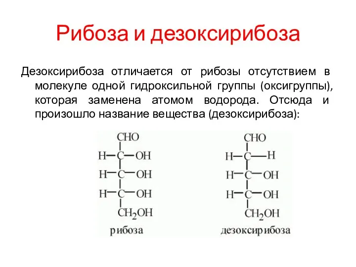 Рибоза и дезоксирибоза Дезоксирибоза отличается от рибозы отсутствием в молекуле