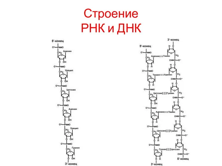 Строение РНК и ДНК