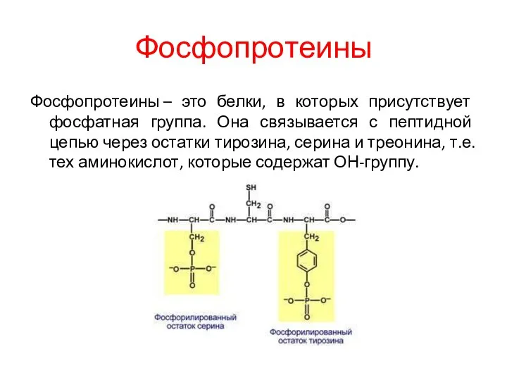 Фосфопротеины Фосфопротеины – это белки, в которых присутствует фосфатная группа.