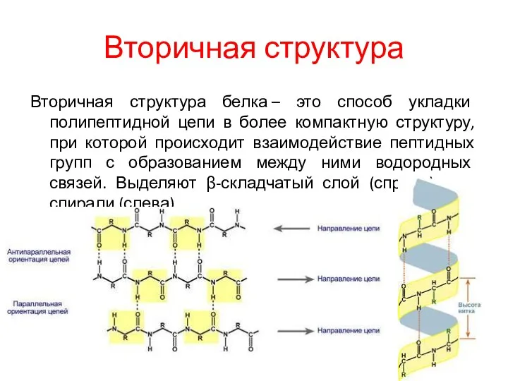 Вторичная структура Вторичная структура белка – это способ укладки полипептидной