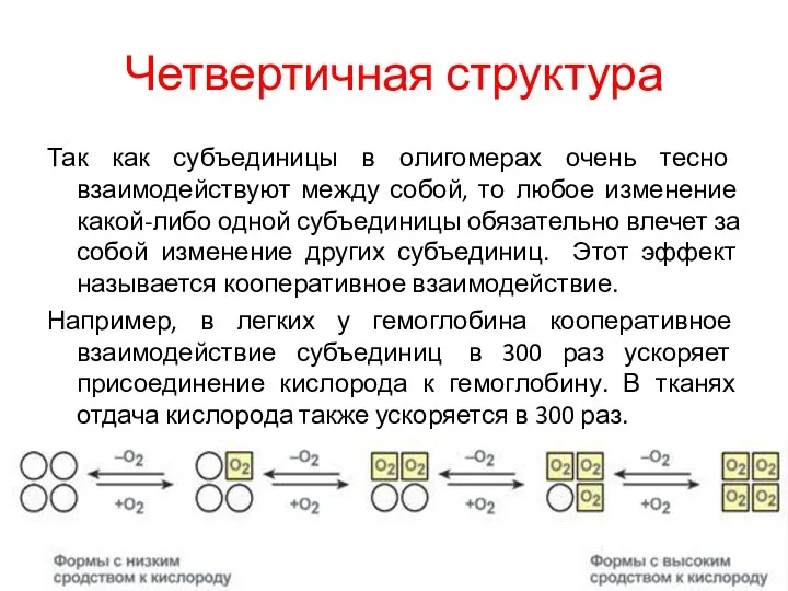 Четвертичная структура Так как субъединицы в олигомерах очень тесно взаимодействуют