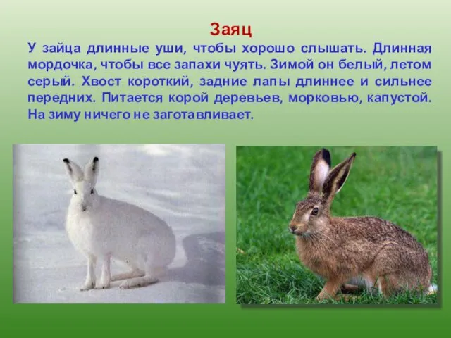 Заяц У зайца длинные уши, чтобы хорошо слышать. Длинная мордочка,