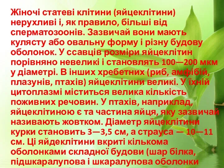 Жіночі статеві клітини (яйцеклітини) нерухливі і, як правило, більші від