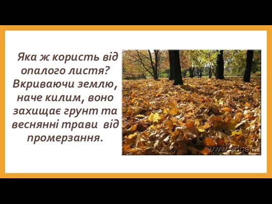 Яка ж користь від опалого листя? Вкриваючи землю, наче килим,