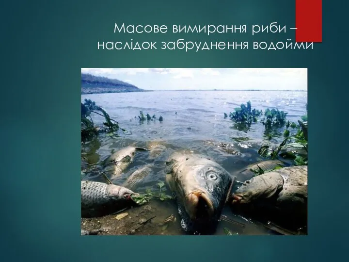 Масове вимирання риби – наслідок забруднення водойми
