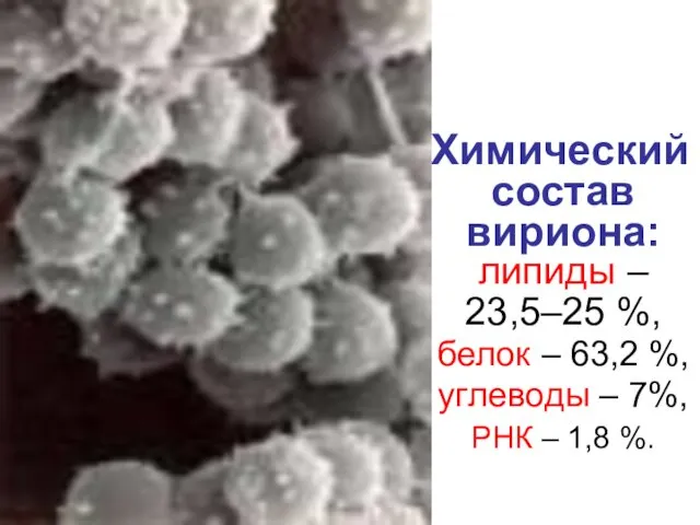 Xимический состав вириона: липиды – 23,5–25 %, белок – 63,2 %, углеводы –