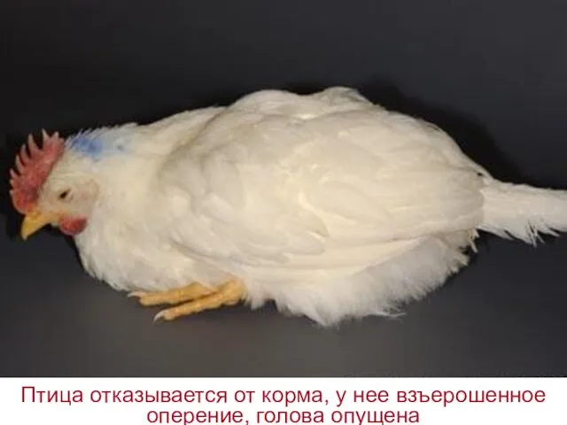 Птица отказывается от корма, у нее взъерошенное оперение, голова опущена