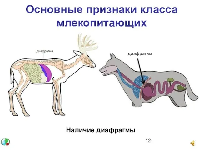 Основные признаки класса млекопитающих Наличие диафрагмы диафрагма