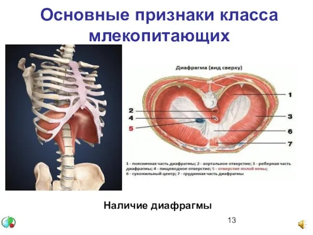 Основные признаки класса млекопитающих Наличие диафрагмы