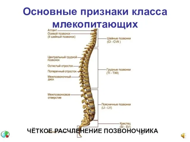 Основные признаки класса млекопитающих ЧЁТКОЕ РАСЧЛЕНЕНИЕ ПОЗВОНОЧНИКА