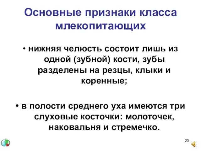 Основные признаки класса млекопитающих • нижняя челюсть состоит лишь из