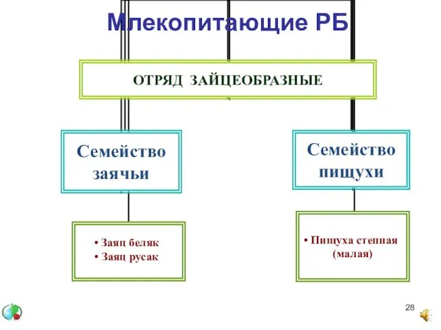 Млекопитающие РБ