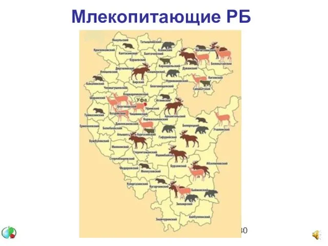 Млекопитающие РБ