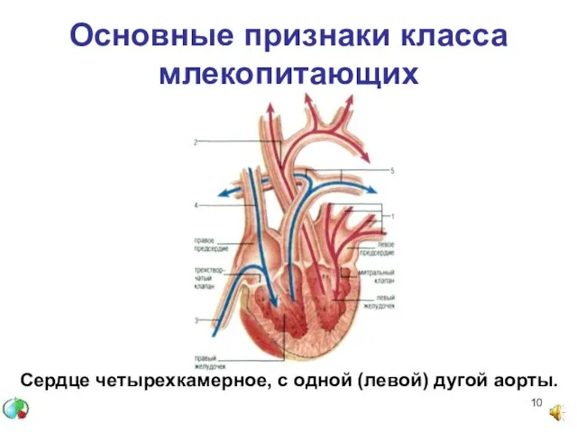 Основные признаки класса млекопитающих Сердце четырехкамерное, с одной (левой) дугой аорты.