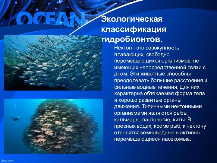 Экологическая классификация гидробионтов. Нектон - это совокупность плавающих, свободно перемещающихся