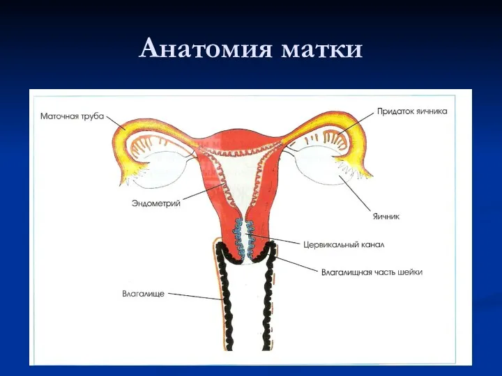 Анатомия матки
