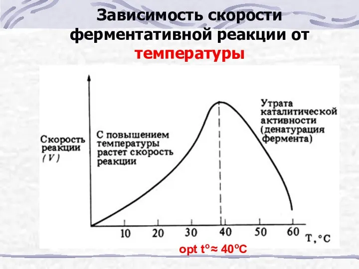Зависимость скорости ферментативной реакции от температуры opt to ≈ 40oC