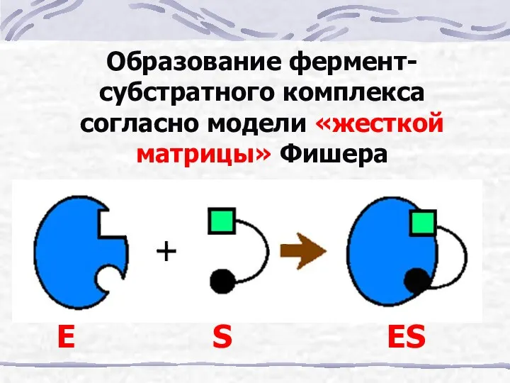 Образование фермент-субстратного комплекса согласно модели «жесткой матрицы» Фишера E S ES