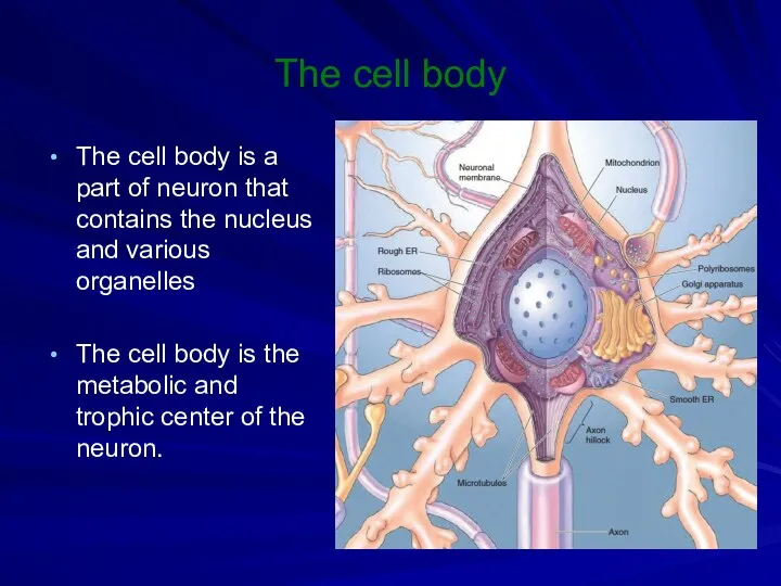 The cell body The cell body is a part of neuron that contains