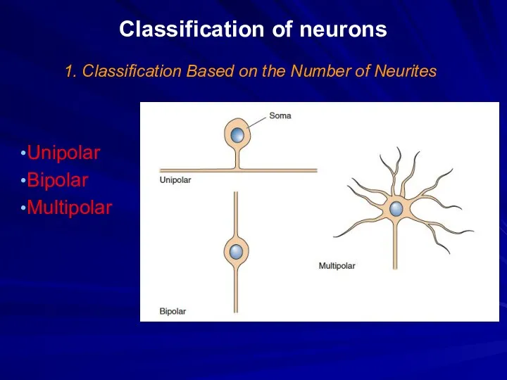 Classification of neurons 1. Classification Based on the Number of Neurites Unipolar Bipolar Multipolar