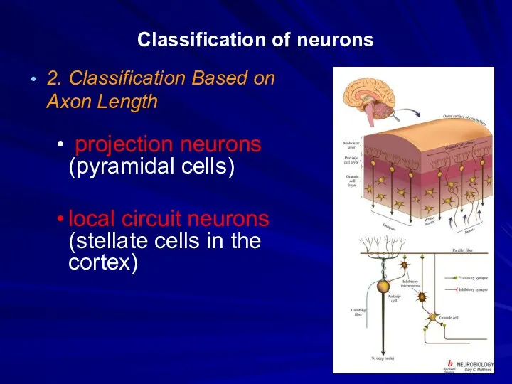 Classification of neurons 2. Classification Based on Axon Length projection neurons (pyramidal cells)
