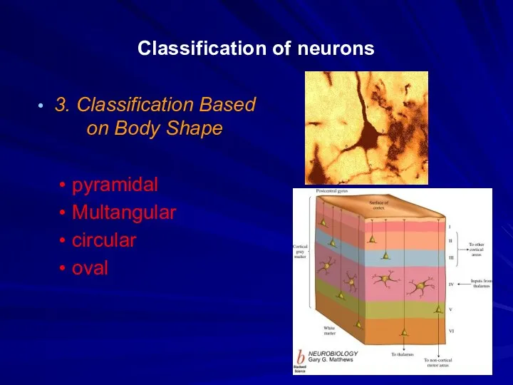 Classification of neurons 3. Classification Based on Body Shape pyramidal Multangular circular oval