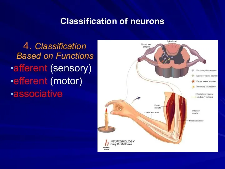 Classification of neurons 4. Classification Based on Functions afferent (sensory) efferent (motor) associative