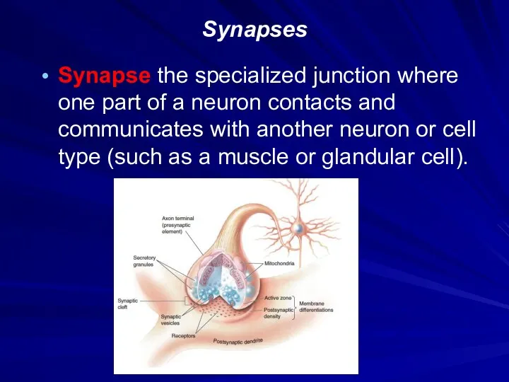 Synapses Synapse the specialized junction where one part of a neuron contacts and