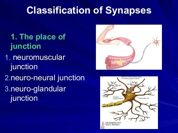 Classification of Synapses 1. The place of junction neuromuscular junction neuro-neural junction neuro-glandular junction