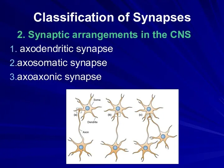 Classification of Synapses 2. Synaptic arrangements in the CNS axodendritic synapse axosomatic synapse axoaxonic synapse