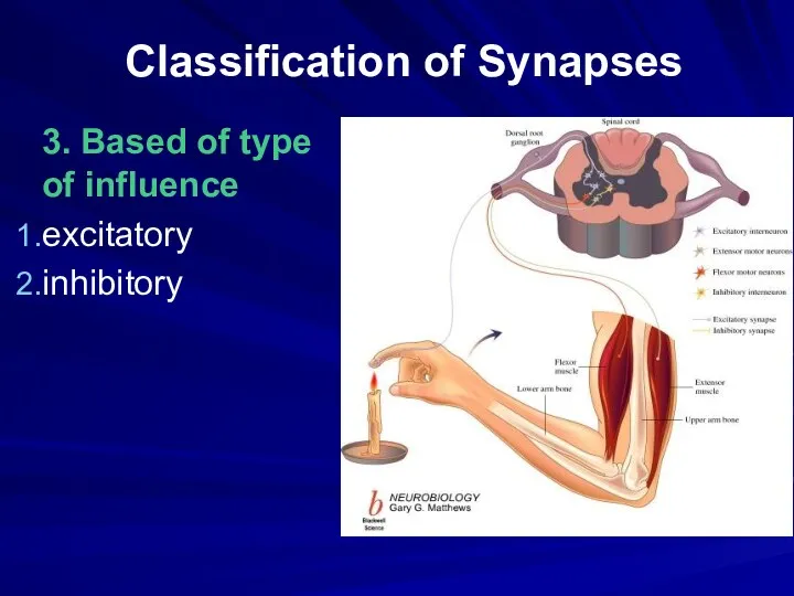 Classification of Synapses 3. Based of type of influence excitatory inhibitory