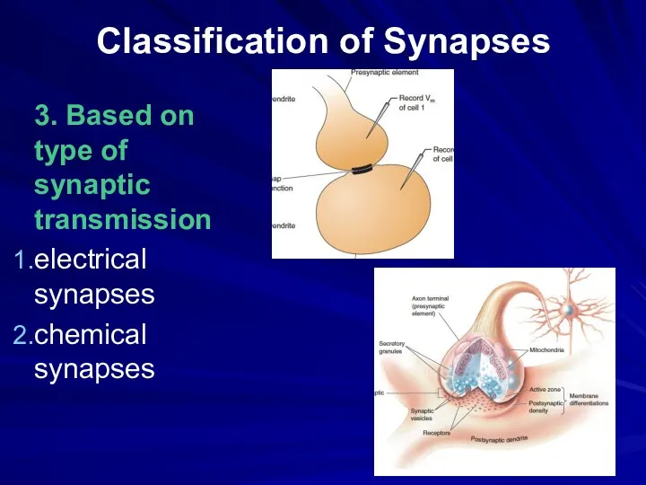 Classification of Synapses 3. Based on type of synaptic transmission electrical synapses chemical synapses