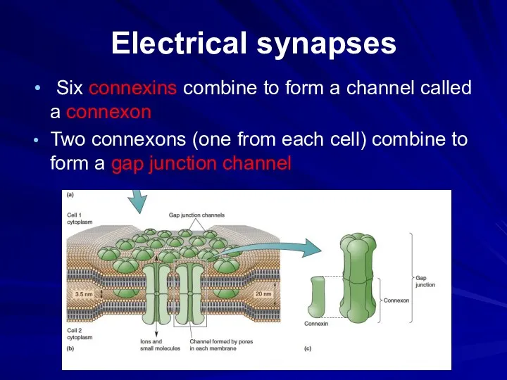 Electrical synapses Six connexins combine to form a channel called a connexon Two