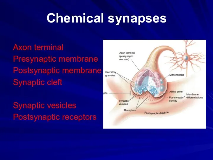 Chemical synapses Axon terminal Presynaptic membrane Postsynaptic membrane Synaptic cleft Synaptic vesicles Postsynaptic receptors