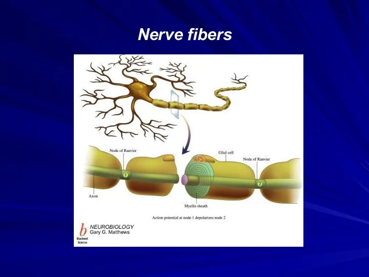 Nerve fibers