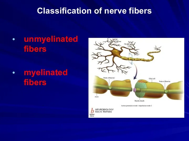 Classification of nerve fibers unmyelinated fibers myelinated fibers