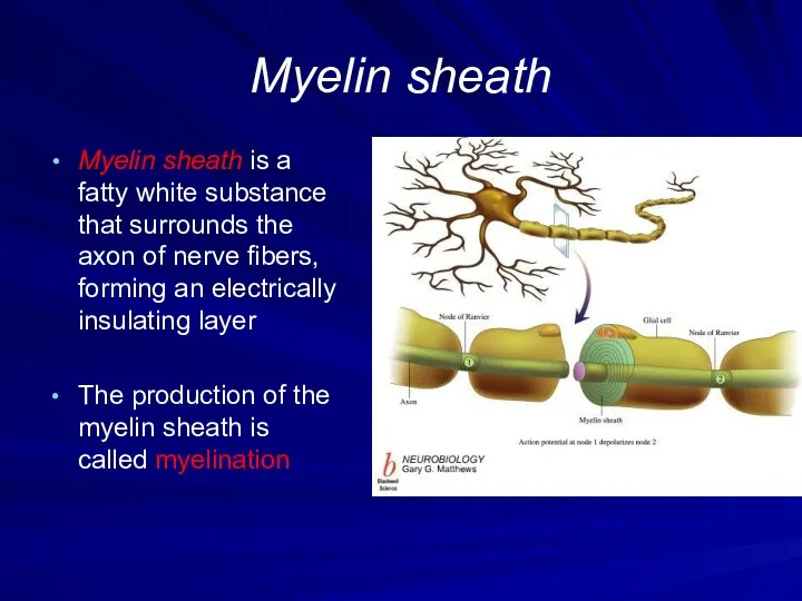 Myelin sheath Myelin sheath is a fatty white substance that