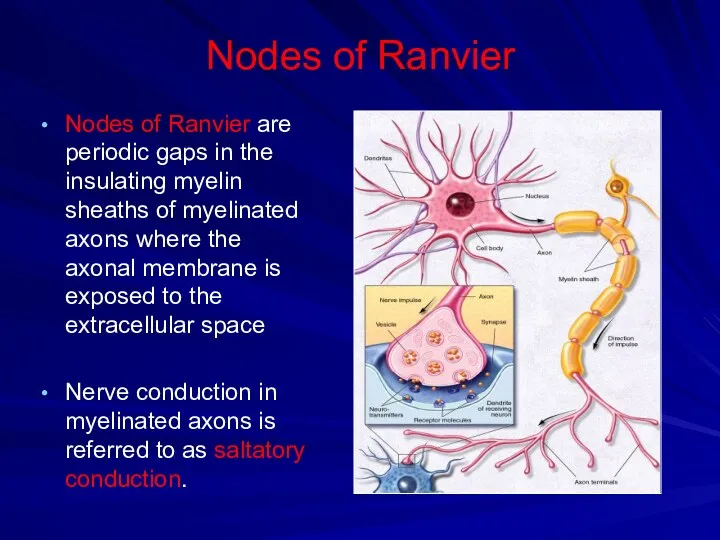 Nodes of Ranvier Nodes of Ranvier are periodic gaps in the insulating myelin