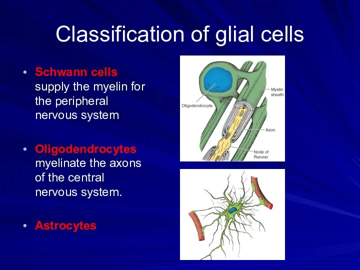 Classification of glial cells Schwann cells supply the myelin for