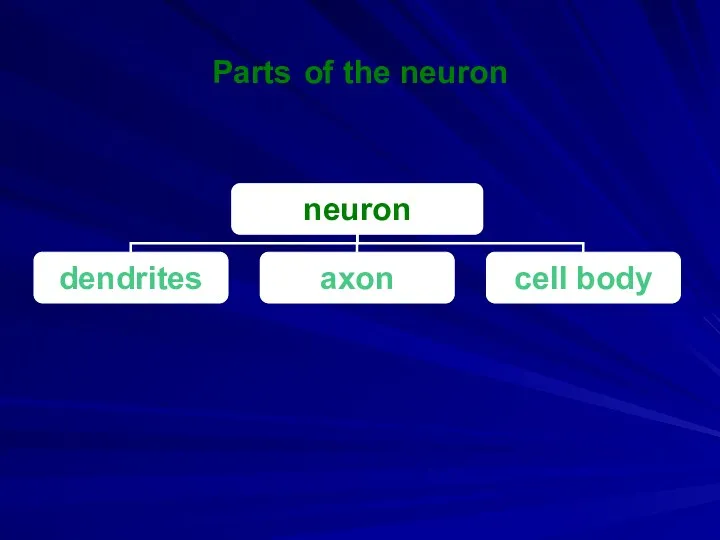 Parts of the neuron