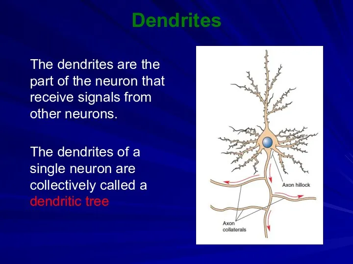 Dendrites The dendrites are the part of the neuron that receive signals from