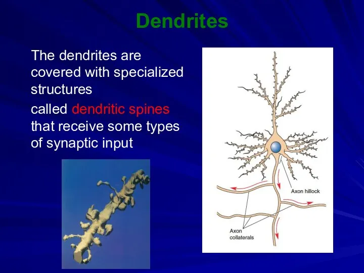 Dendrites The dendrites are covered with specialized structures called dendritic spines that receive