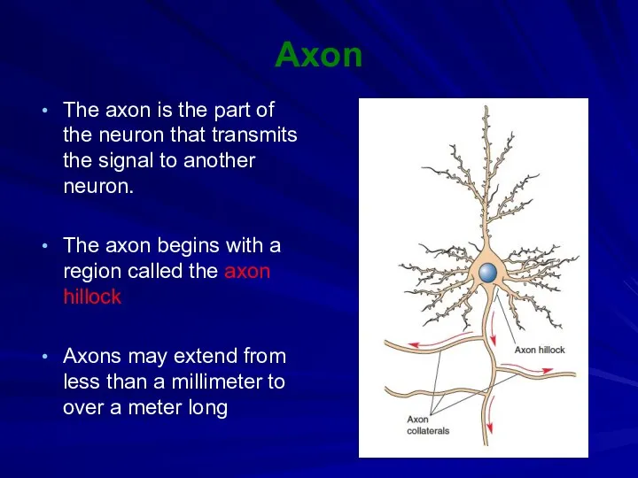 Axon The axon is the part of the neuron that transmits the signal